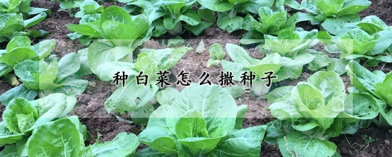 种白菜怎么撒种子