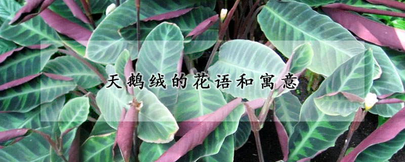 天鹅绒的花语和寓意