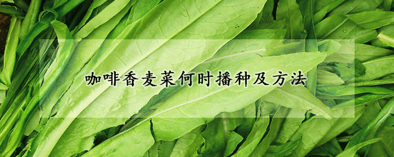 咖啡香麦菜何时播种及方法