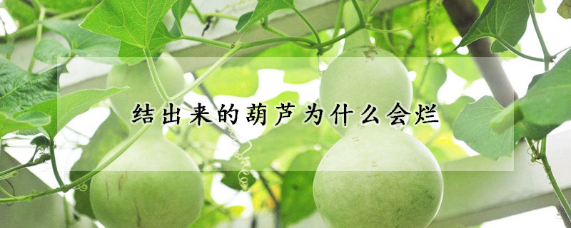 结出来的葫芦为什么会烂