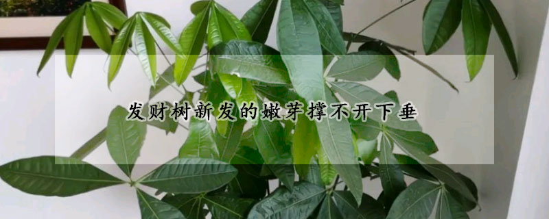 发财树新发的嫩芽撑不开下垂