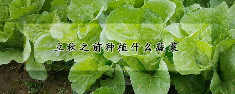 立秋之前种植什么蔬菜