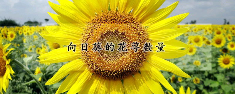 向日葵的花萼数量 —【发财农业网】