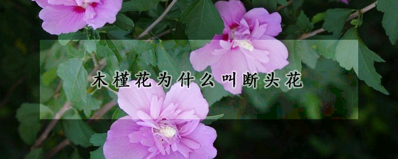 木槿花为什么叫断头花