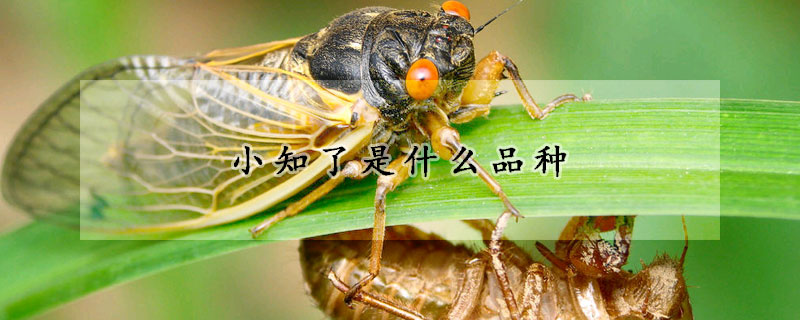 小知了是什么品种
