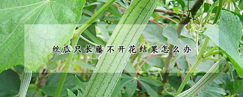 丝瓜只长藤不开花结果怎么办