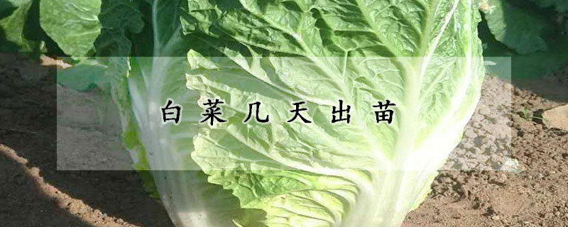白菜几天出苗