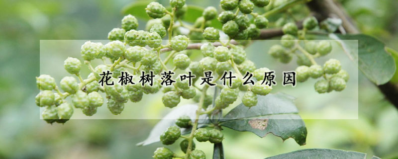 花椒树落叶是什么原因
