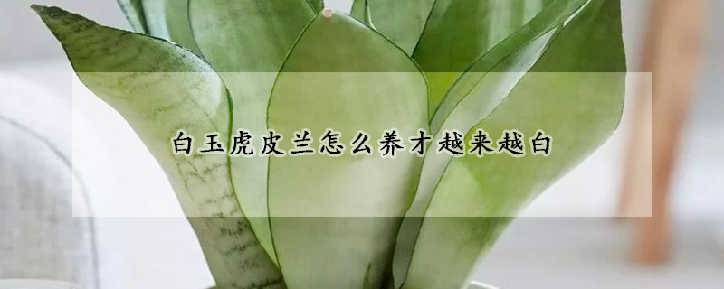 白玉虎皮兰怎么养才越来越白