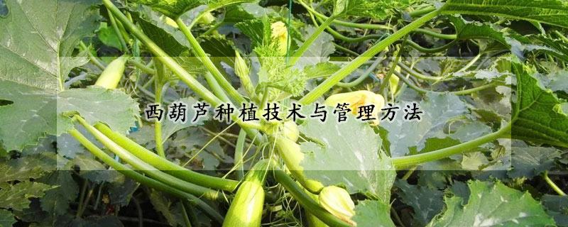 西葫芦种植技术与管理方法