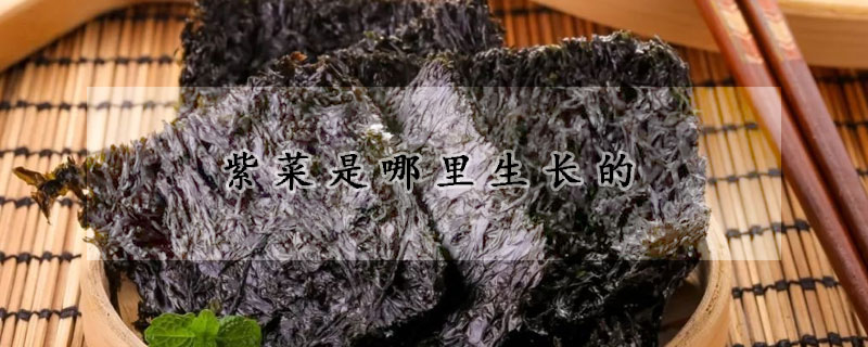紫菜是哪里生长的