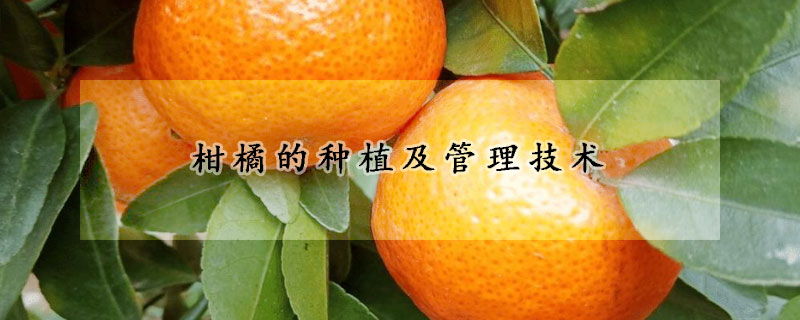 柑橘的种植及管理技术
