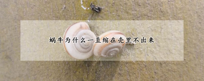 蜗牛为什么一直缩在壳里不出来