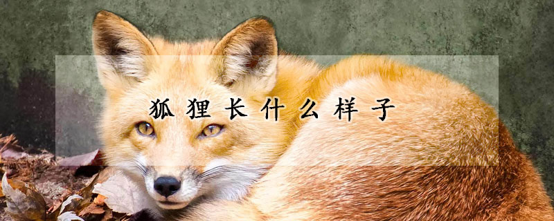 狐狸长什么样子