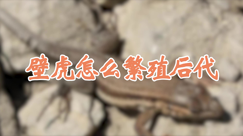 壁虎怎么繁殖后代