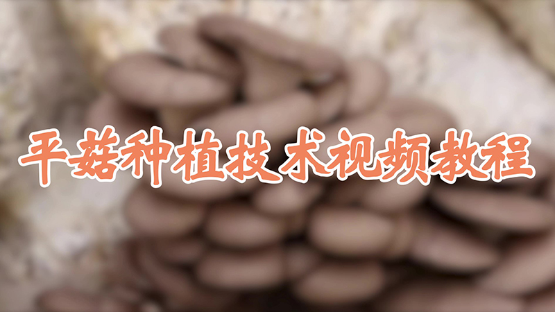 平菇种植技术视频教程