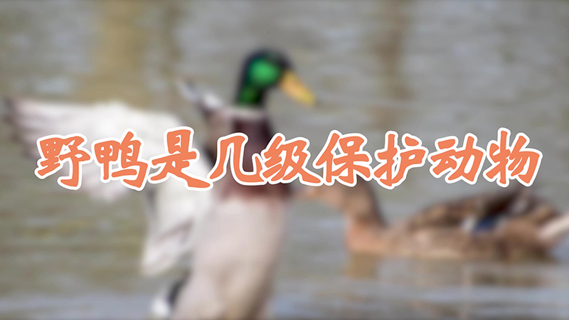 野鸭是几级保护动物