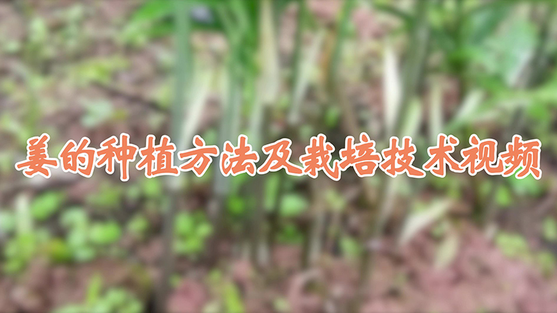 姜的种植方法及栽培技术视频
