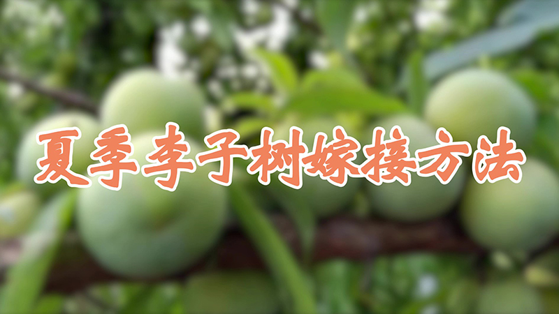 夏季李子树嫁接方法