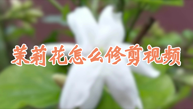 茉莉花怎么修剪视频