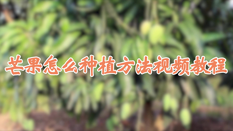 芒果怎么种植方法视频教程