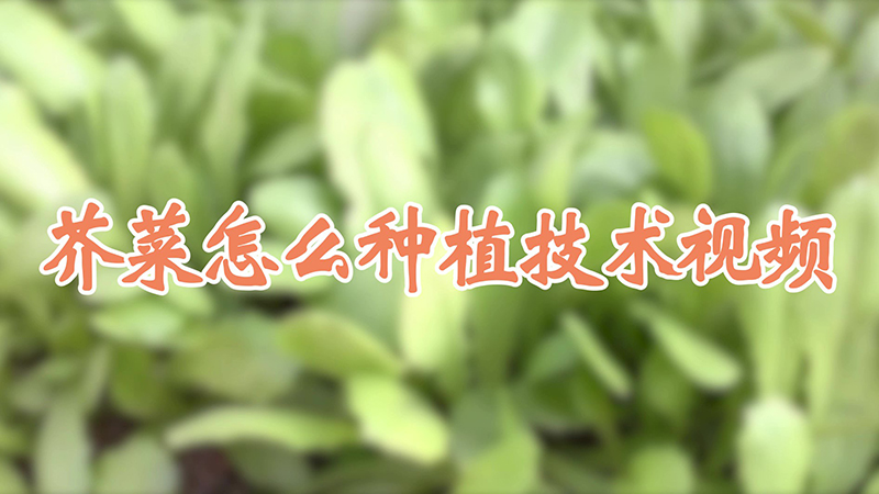 芥菜怎么种植技术视频