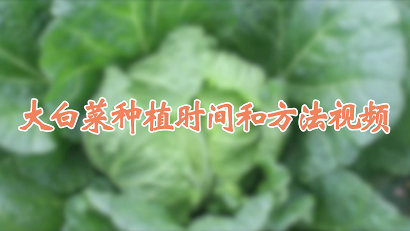 大白菜种植时间和方法视频
