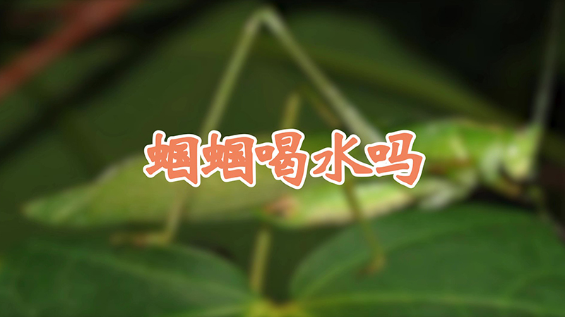 蝈蝈喝水吗