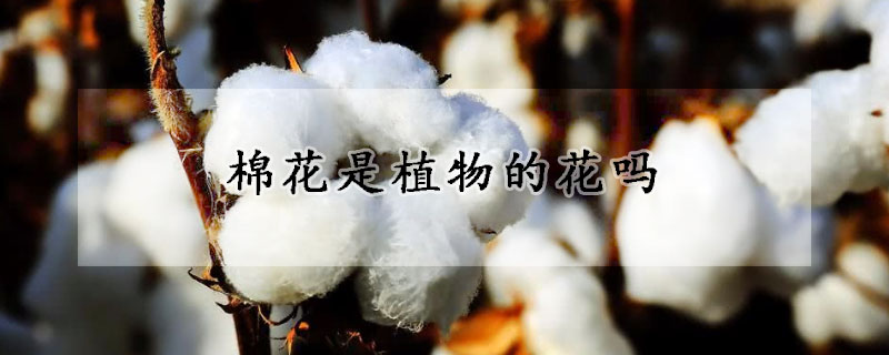 棉花是植物的花吗