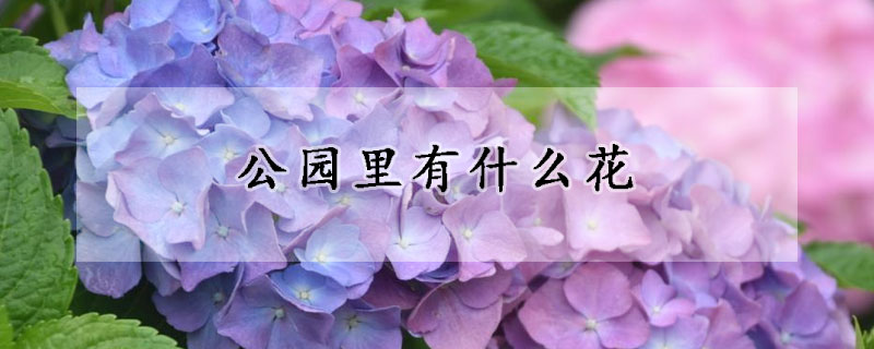 公园里有什么花