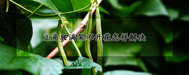 豆角爬满架不开花怎样解决