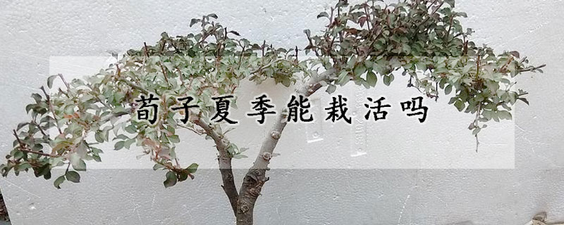 荀子夏季能栽活吗