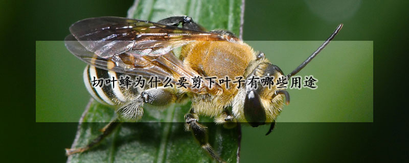 切叶蜂为什么要剪下叶子有哪些用途