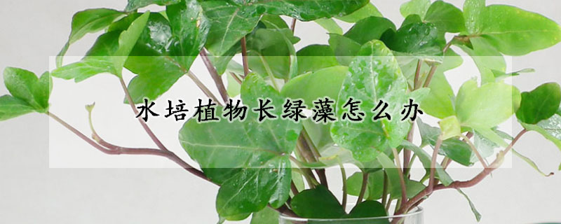 水培植物长绿藻怎么办