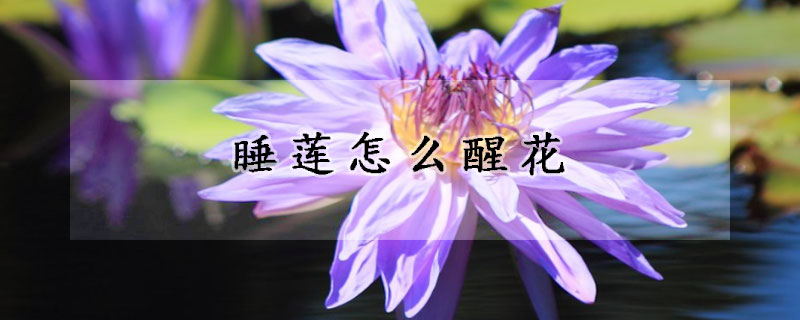 睡莲怎么醒花