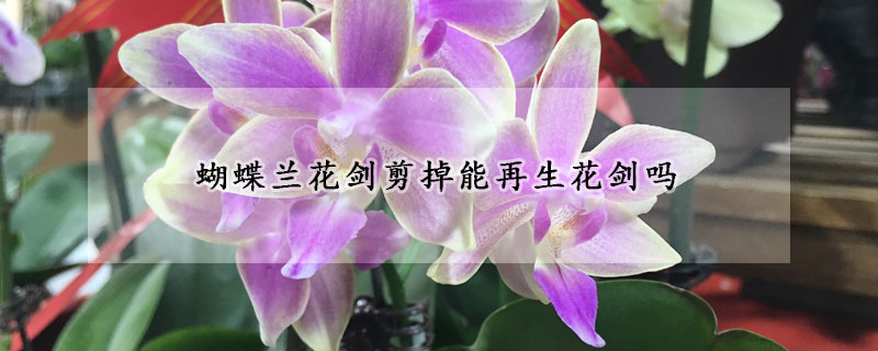 蝴蝶兰花剑剪掉能再生花剑吗