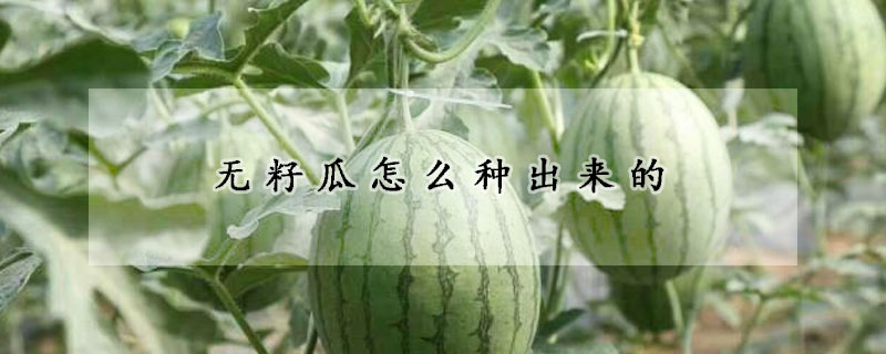 无籽瓜怎么种出来的