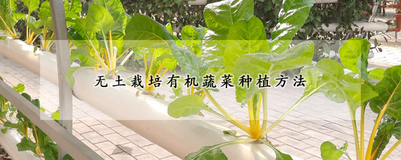 无土栽培有机蔬菜种植方法