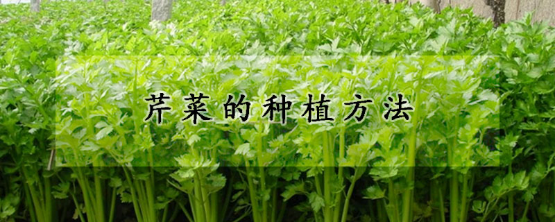 芹菜的种植方法