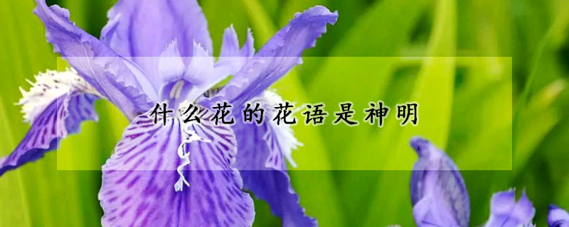 什么花的花语是神明