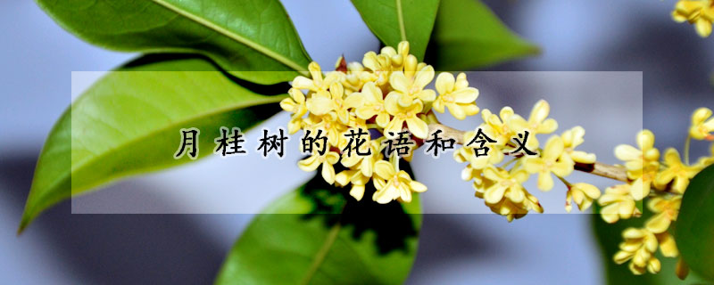 月桂树的花语和含义