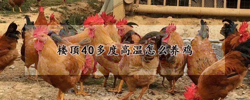 楼顶40多度高温怎么养鸡