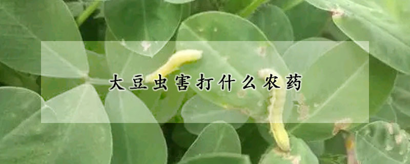 大豆虫害打什么农药