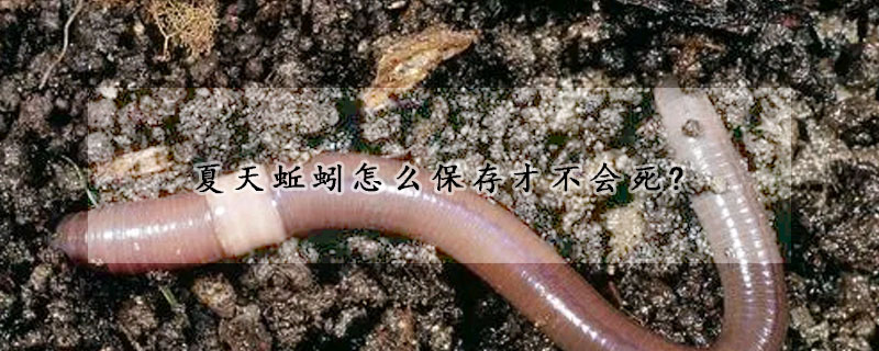 夏天蚯蚓怎么保存才不会死?