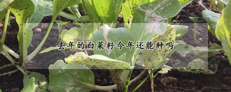 去年的白菜籽今年还能种吗