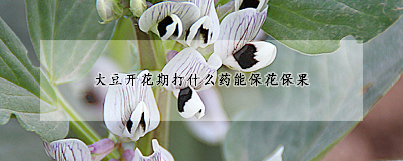 大豆开花期打什么药能保花保果