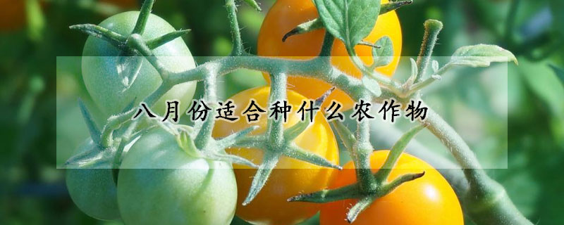 八月份适合种什么农作物