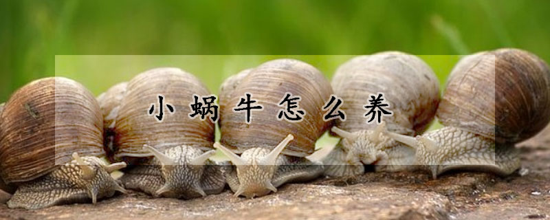 小蜗牛怎么养