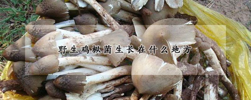 野生鸡枞菌生长在什么地方