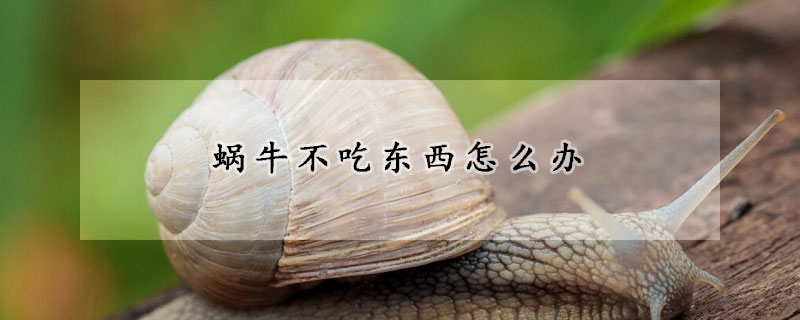 蜗牛不吃东西怎么办
